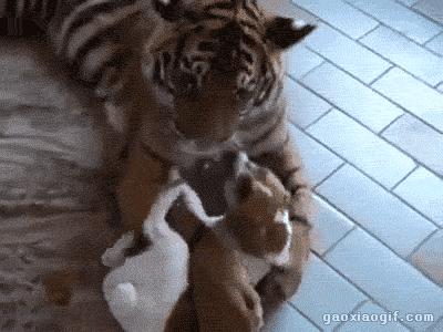 梦境解析,老虎入梦,家宅安宁中的深层寓意 梦境解析,老虎入梦,家宅安宁中的深层寓意