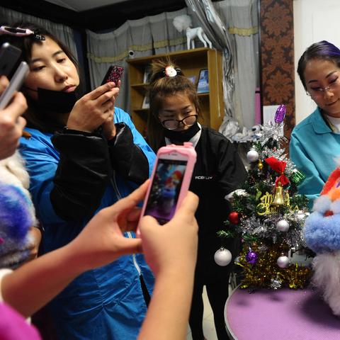 大连开发区卖宠物的长尾关键词有什么