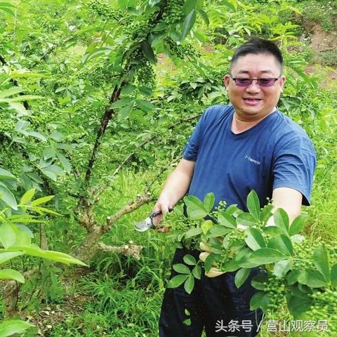 老林到营山下高速怎么走