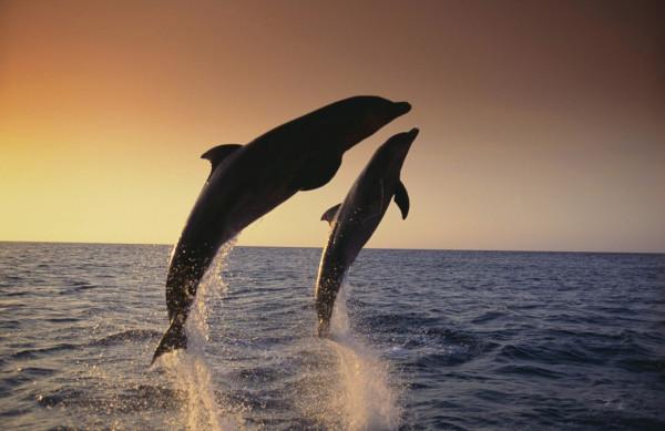 梦境探秘,解读做梦梦到大鱼很大的鱼的深层含义 梦境探秘,解读做梦梦到大鱼很大的鱼的深层含义