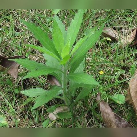 山西和河南哪个大？