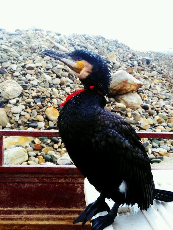 梦到捉鱼,深层次的心理探索与解析 梦到捉鱼,深层次的心理探索与解析