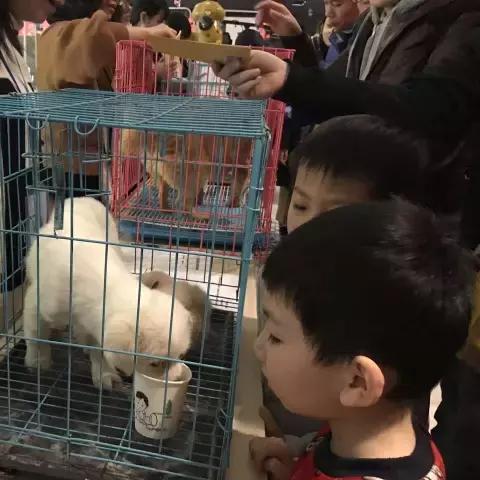 石家庄市哪里有领养猫的