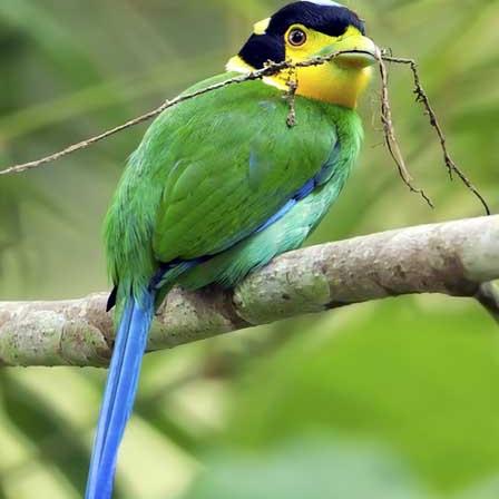 河南树绿吗的相关长尾关键词有哪些