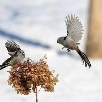 部落足球比赛战况的长尾关键词有什么