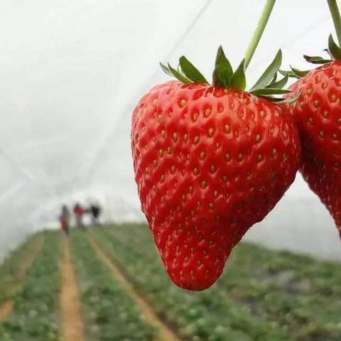 成都市区哪里买水果好点