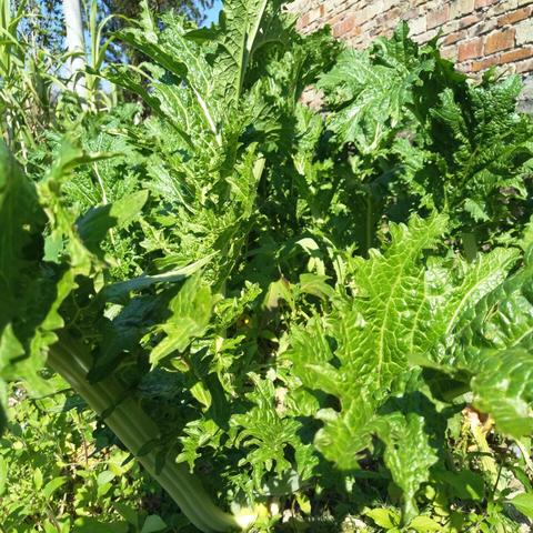 广州腌青菜相关长尾关键词有哪些