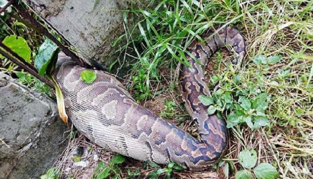 梦境解析，为何梦见蛇未咬中自己反被狗叼走？