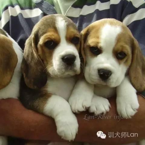 腊肠犬犬舍长沙相关长尾关键词有哪些