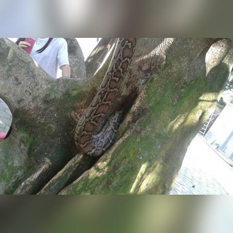 生肖羊男11日运势详解(生肖羊十一月份运势)