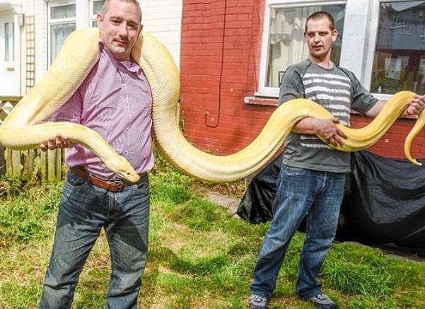 梦到黄金蟒，神秘预兆与深层心理解析