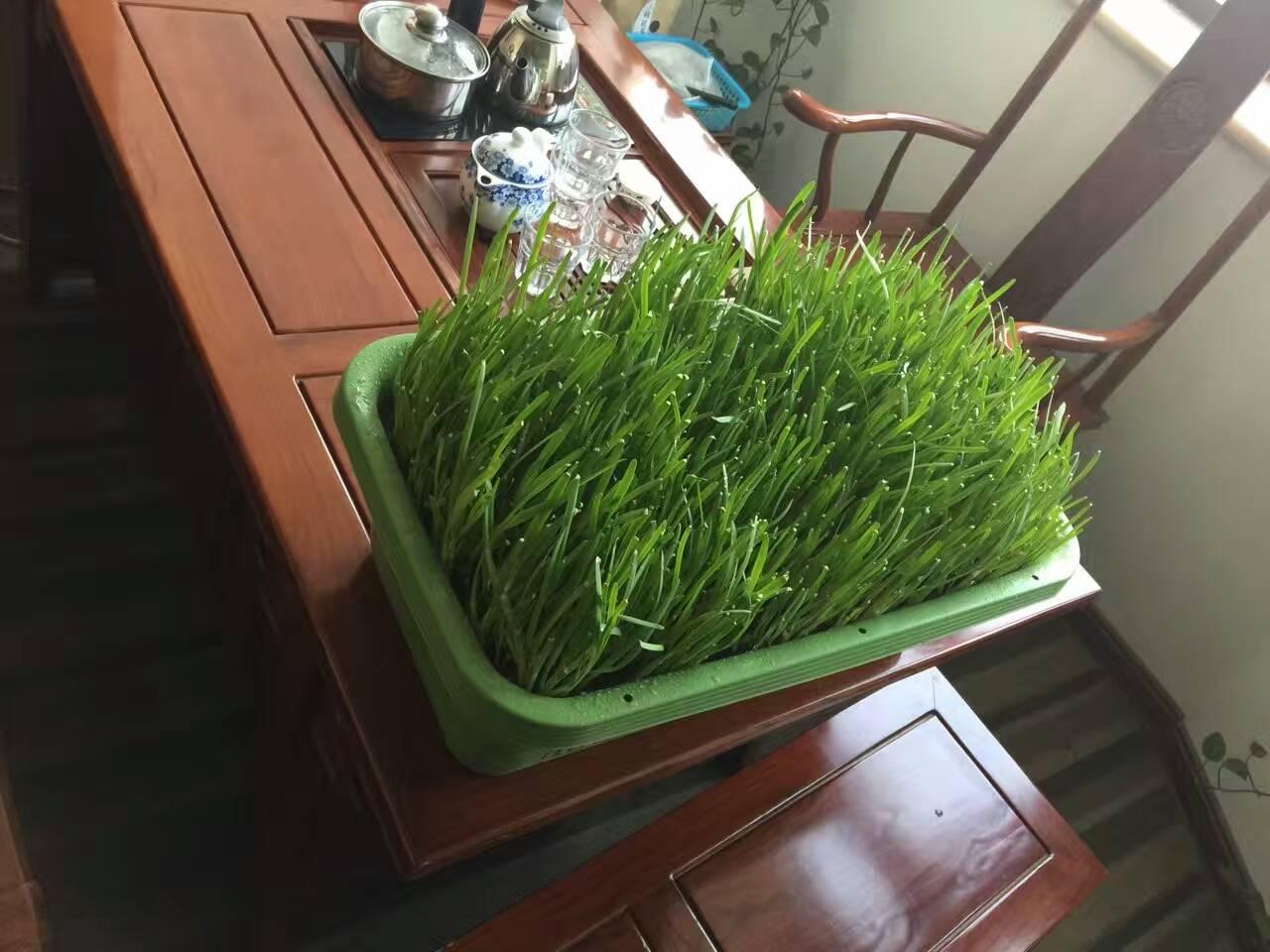 草本植物盆栽,水仙花盆栽怎么养?