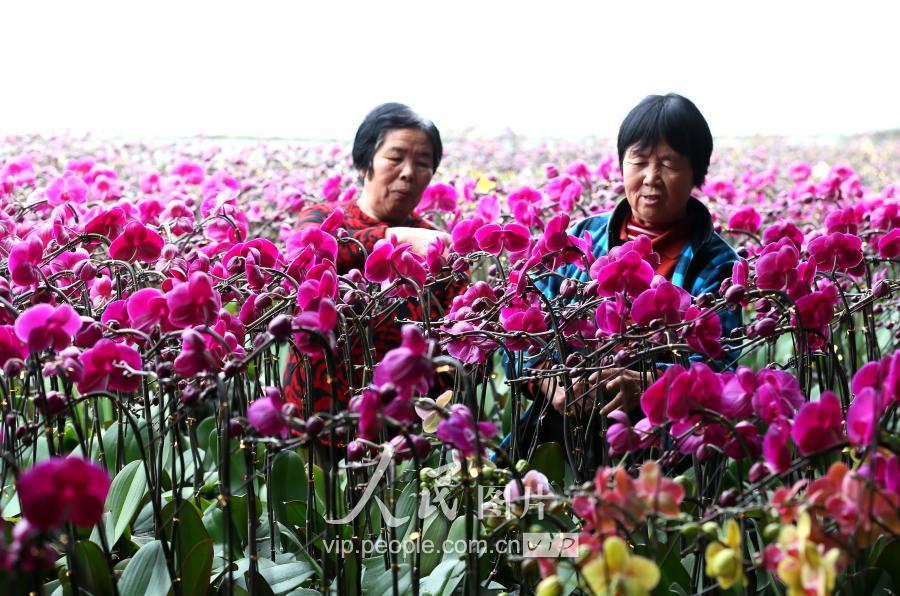 红掌盆栽种植方法,养红掌用青山盆好还是加仑盆好?