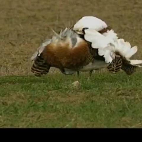 [苏州凤凰]长尾关键词有什么