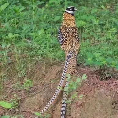 禁止逃离武汉的长尾关键词有哪些