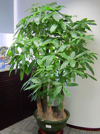 阳气比较重的宝宝怎么起名（上海野生动物园大熊猫宝宝取名七七）