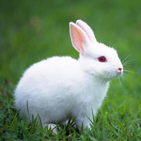 生肖兔后天运势如何看(属兔的后半年运势怎样)