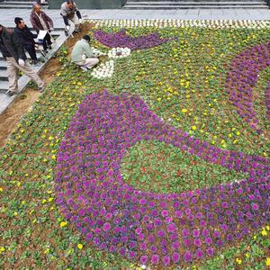 温州市白公鸡出售的长尾关键词有哪些