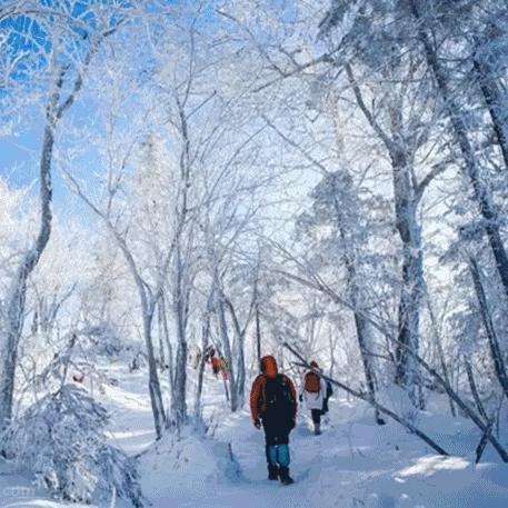 哈尔滨市雾凇在哪里看