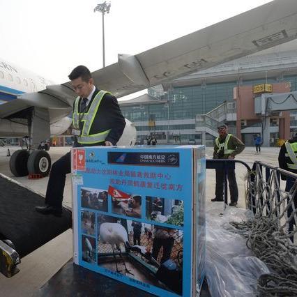 沈阳野生动物园丹顶鹤相关长尾关键词有哪些