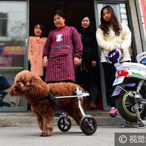 合肥市哪里有大型狗养殖