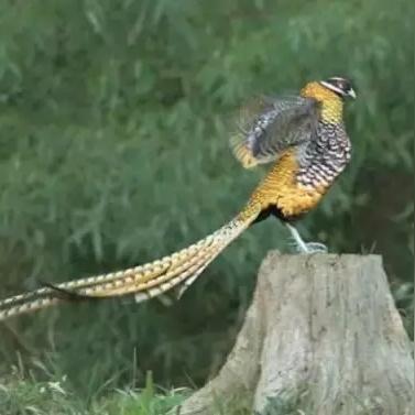 从武汉去凤凰的长尾关键词有什么