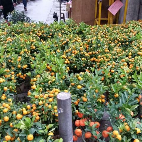 广州市什么花市