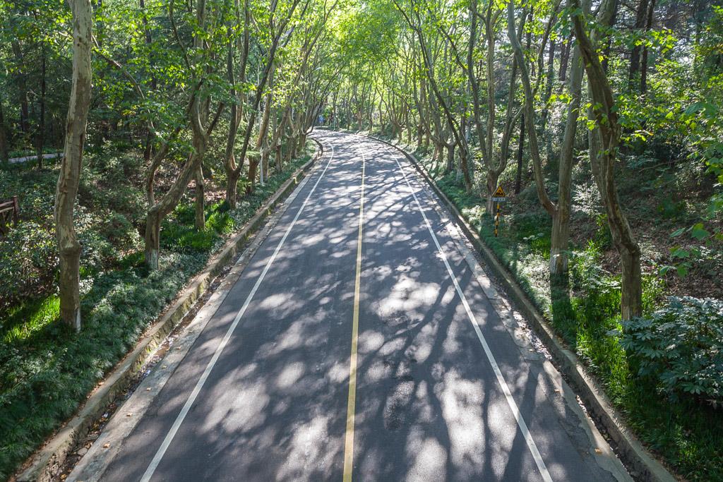 南京梧桐大道,重庆科学大道是不是梧桐大道?