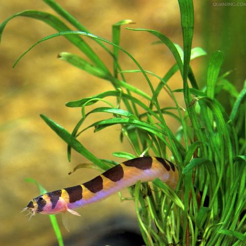 发炎能吃桂林米粉吗相关长尾关键词有哪些