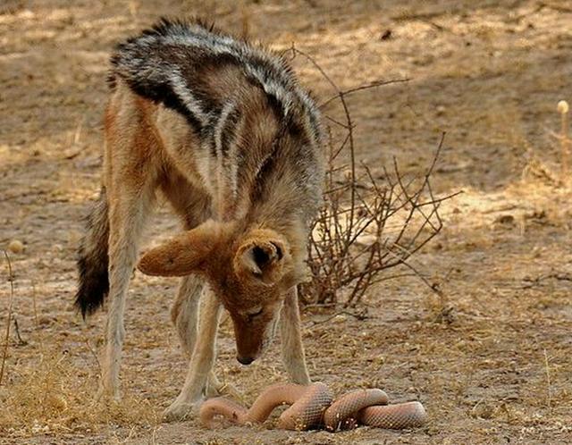 梦境中的蛇群与内心的恐惧，解析梦中持小蛇而惊的三只小象征