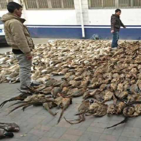 【天津豹猫多少钱】长尾关键词有什么