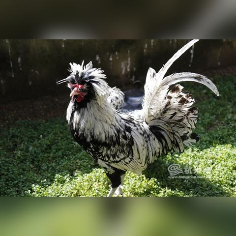 帽子跨境电商运营 的拓展长尾关键词是那些 