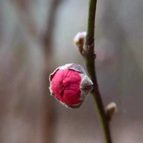立春前后生肖运势如何查(年底立春前后出生的人生肖)