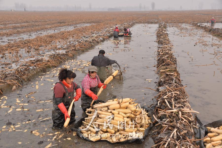 种植20亩莲藕要多少钱,10亩莲藕利润?"