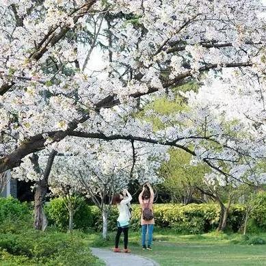 天津河西樱花怎么样