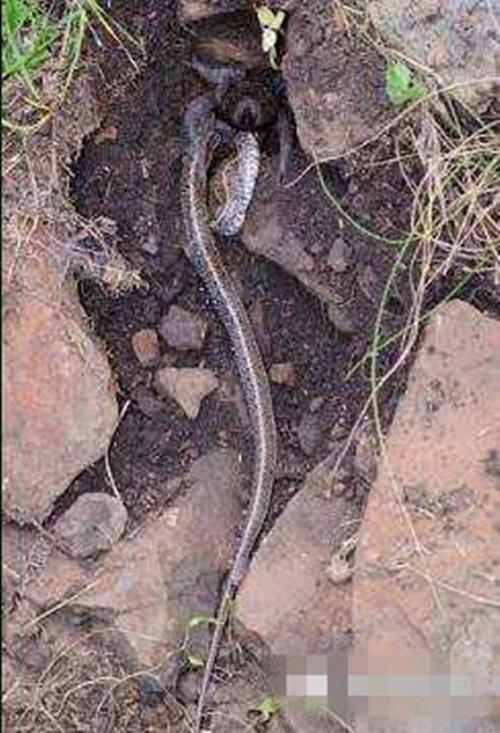 梦境交织，蜘蛛、老鼠与蛇的深层寓意探索——请高人解梦