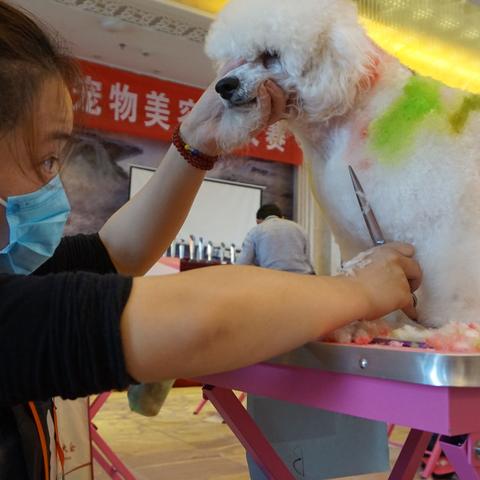 宠物济南市场怎么样了