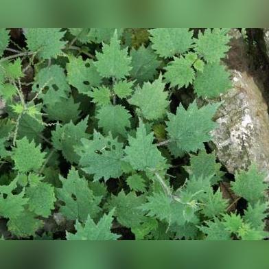 河南福建哪个富有