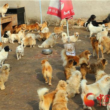 兰州市哪里有卖小狗