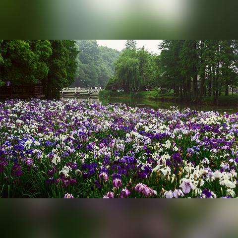 无锡市园林卡哪里办理