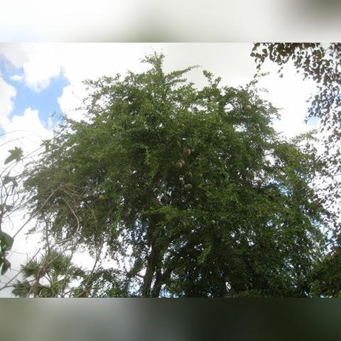 苹果什么时候吃