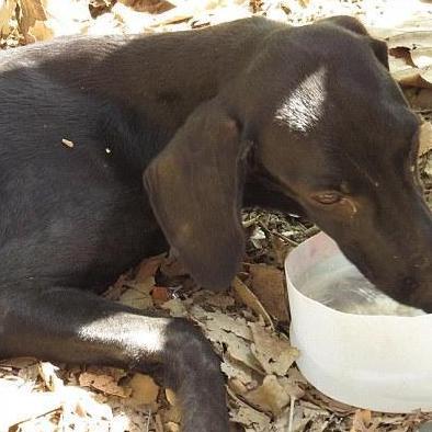 狗图片 卖萌图片大全的长尾关键词有哪些