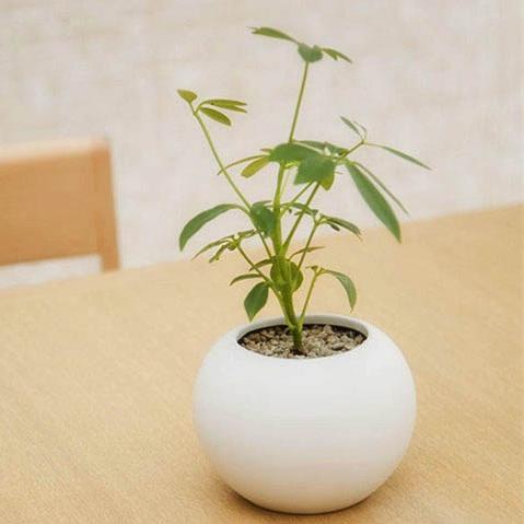 成都市哪里有批发小盆栽