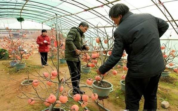 大棚培育盆栽,大棚种植盆栽葡萄树的具体时间和方式?