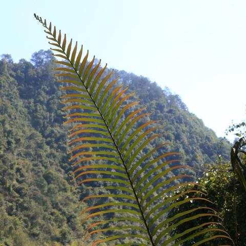 桂林市哪里有蕨菜卖