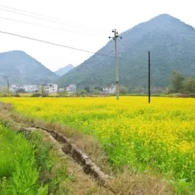 桂林市有哪些花海