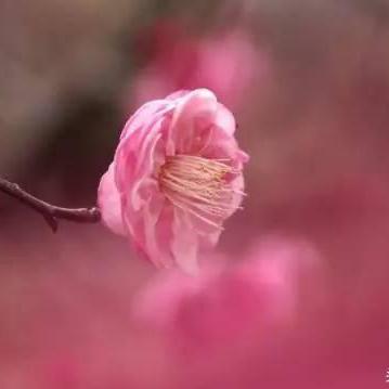 快收藏！武汉梅花陆续盛开，这10个赏梅好去处你知道几个？