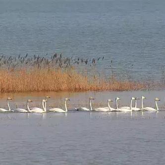 济南市烤烧鸟哪里好吃