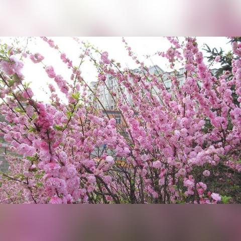 沈阳卖桃树相关长尾关键词有哪些