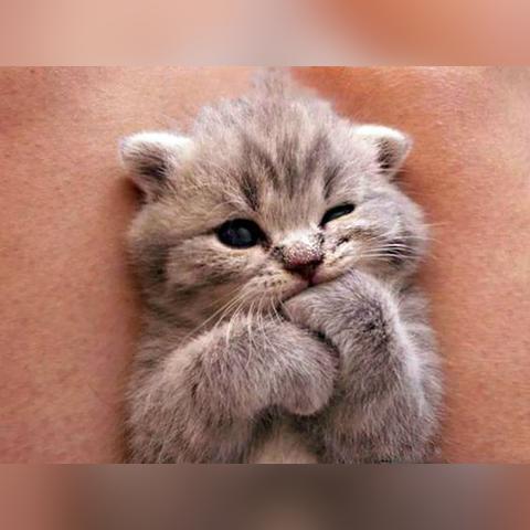 温州市的肥喵宠物诊所怎么样